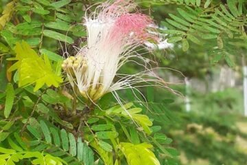 Filipa Oliveira - Terapias-Acupunturista