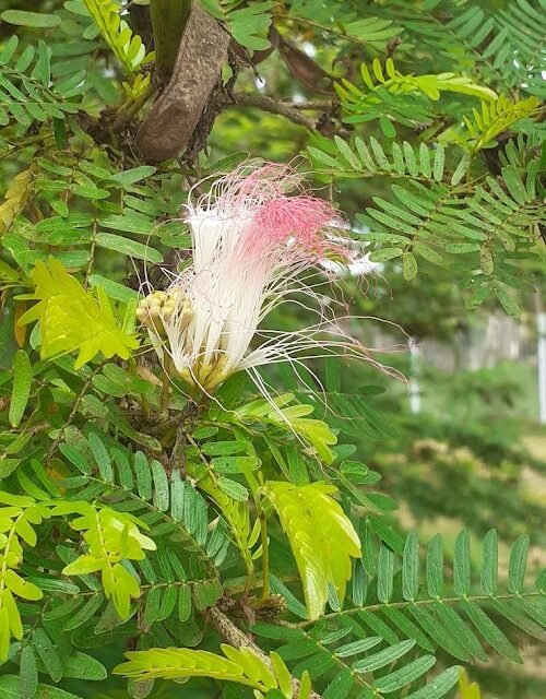Filipa Oliveira - Terapias-Acupunturista