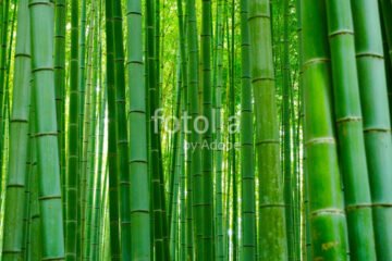 Francisco Santos - MTC-Clínica de Medicina Chinesa