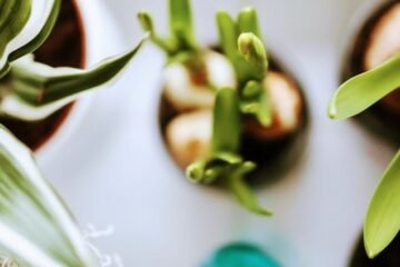 Ricardo Gonçalves Terapeuta-Acupunturista