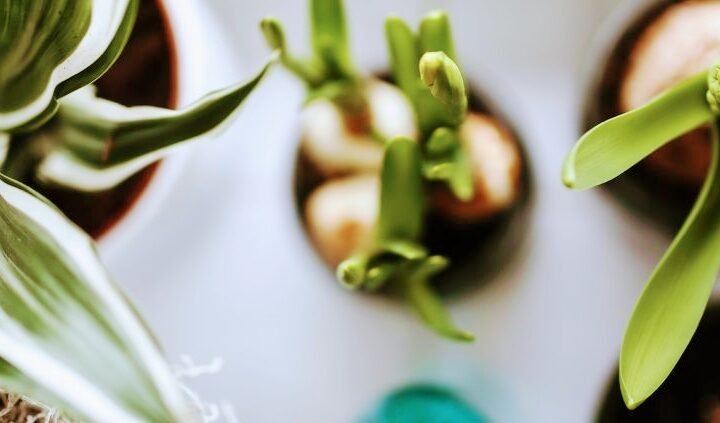 Ricardo Gonçalves Terapeuta-Acupunturista